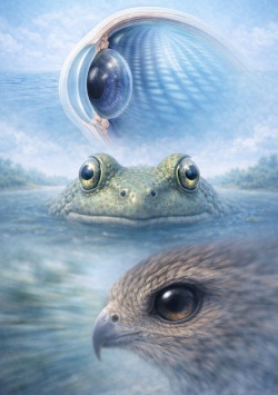 Specialized Visual Abilities